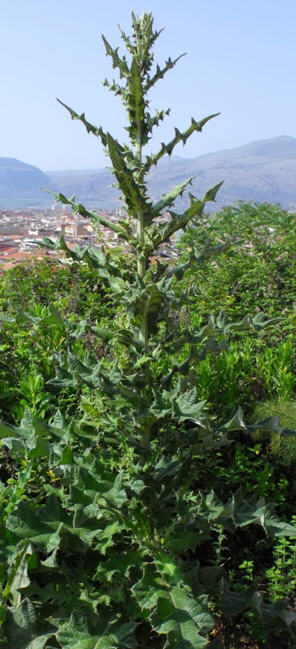 Cirsium scabrum